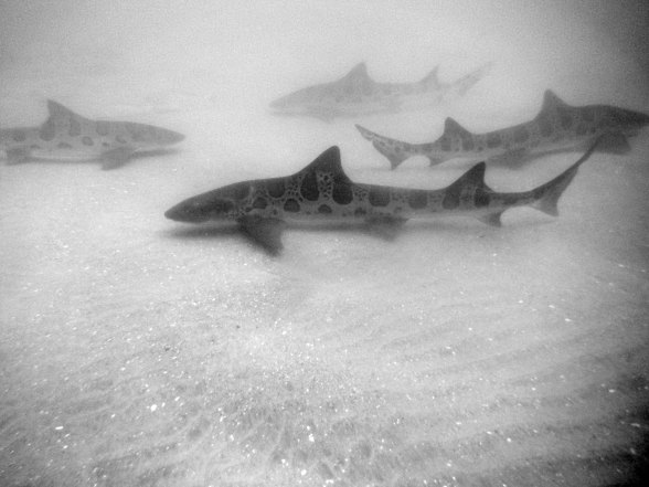 Female Leopard Sharks Swimming at La Jolla Shores