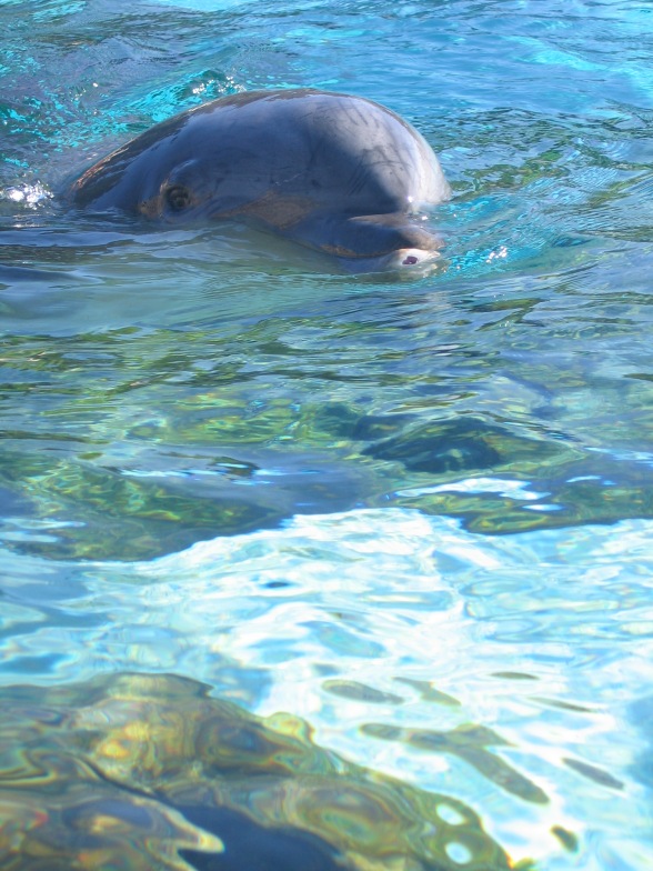 A Dolphin at Sea World