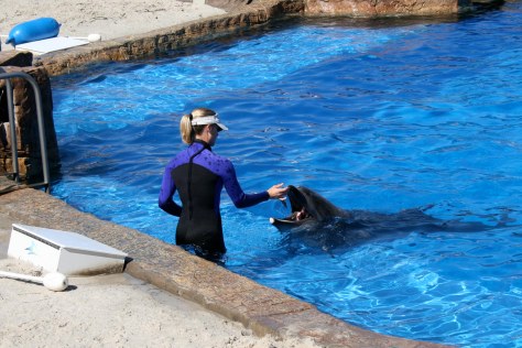 A trainer feeding a dolphin at SeaWorld